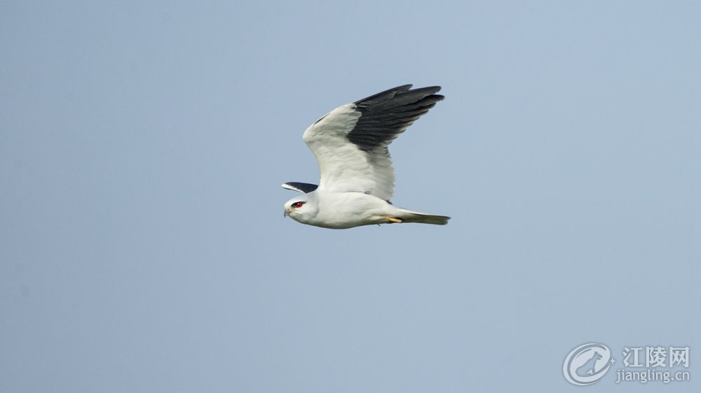 A54V6866.jpg