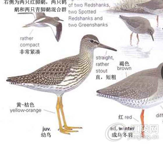 ����ֱ�ʶͼ.png