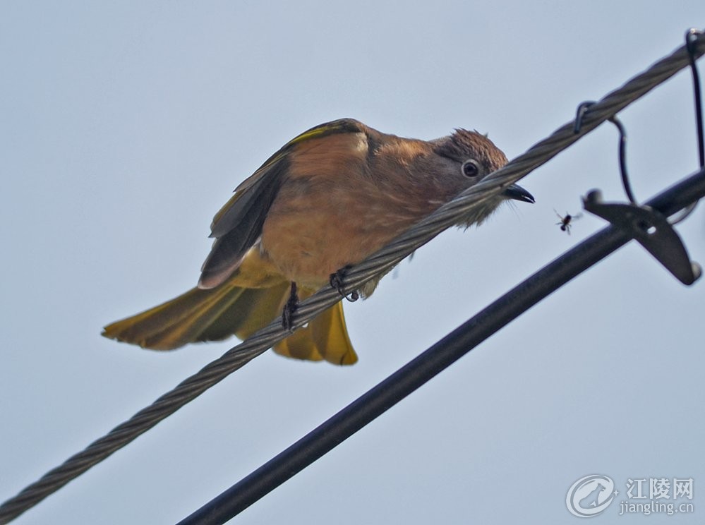 GGQ_8026.JPG