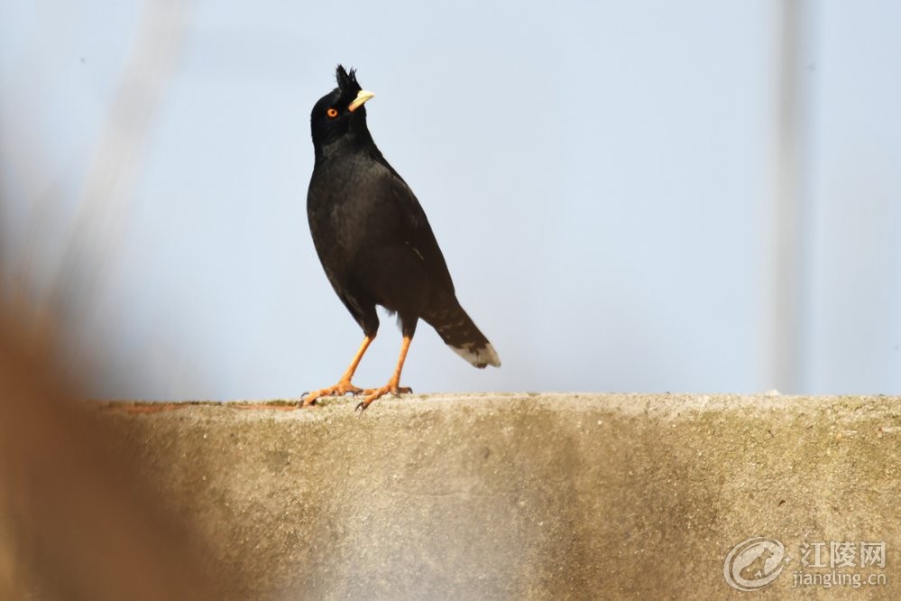 DSC_3514.jpg