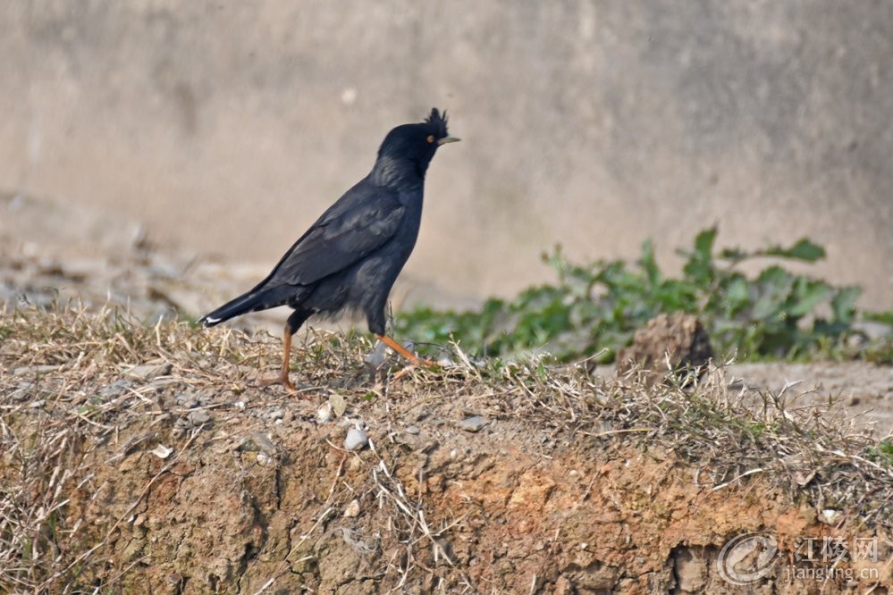 DSC_3496.jpg