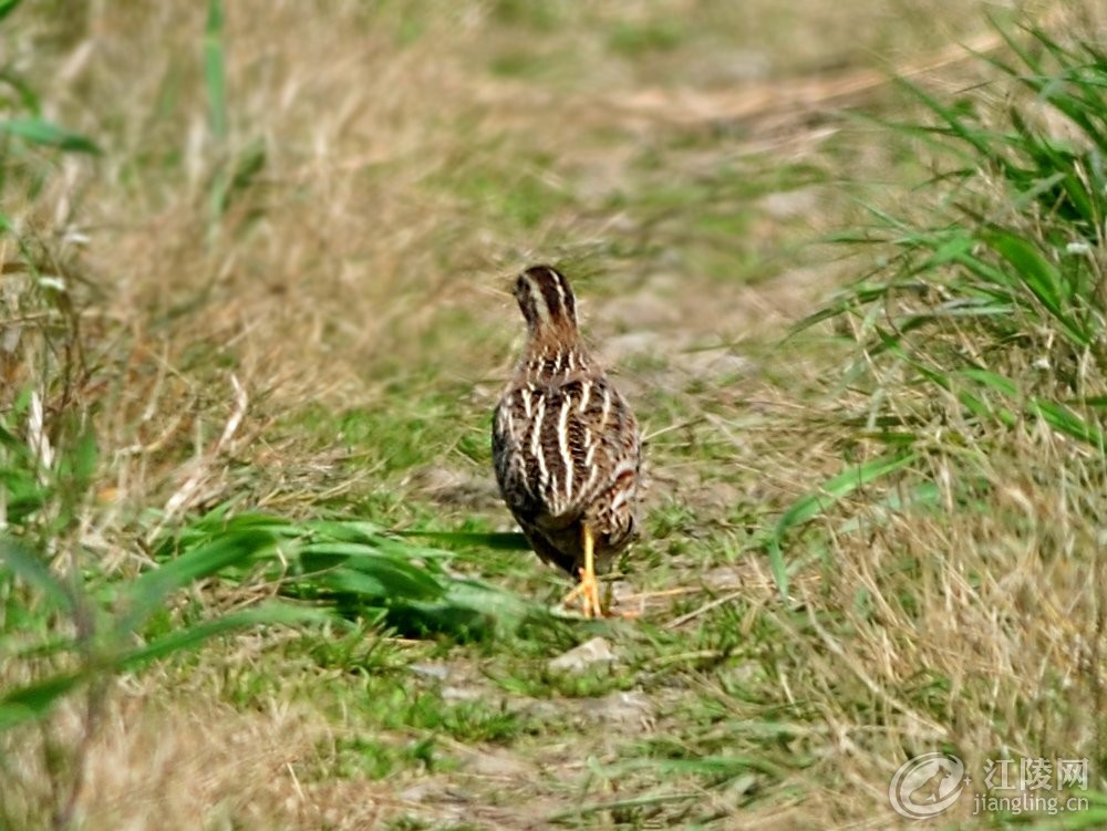 GGQ_0650.JPG