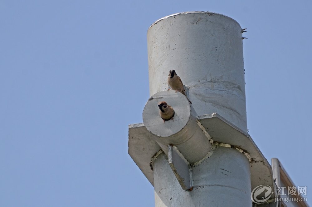 DSC_2445.jpg