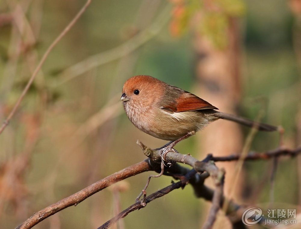 GSF_8089.jpg