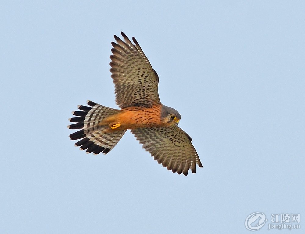 GSF_2882.jpg
