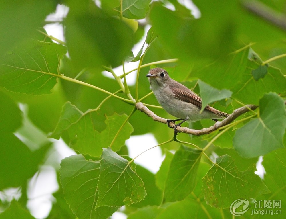 GGR_4019.JPG