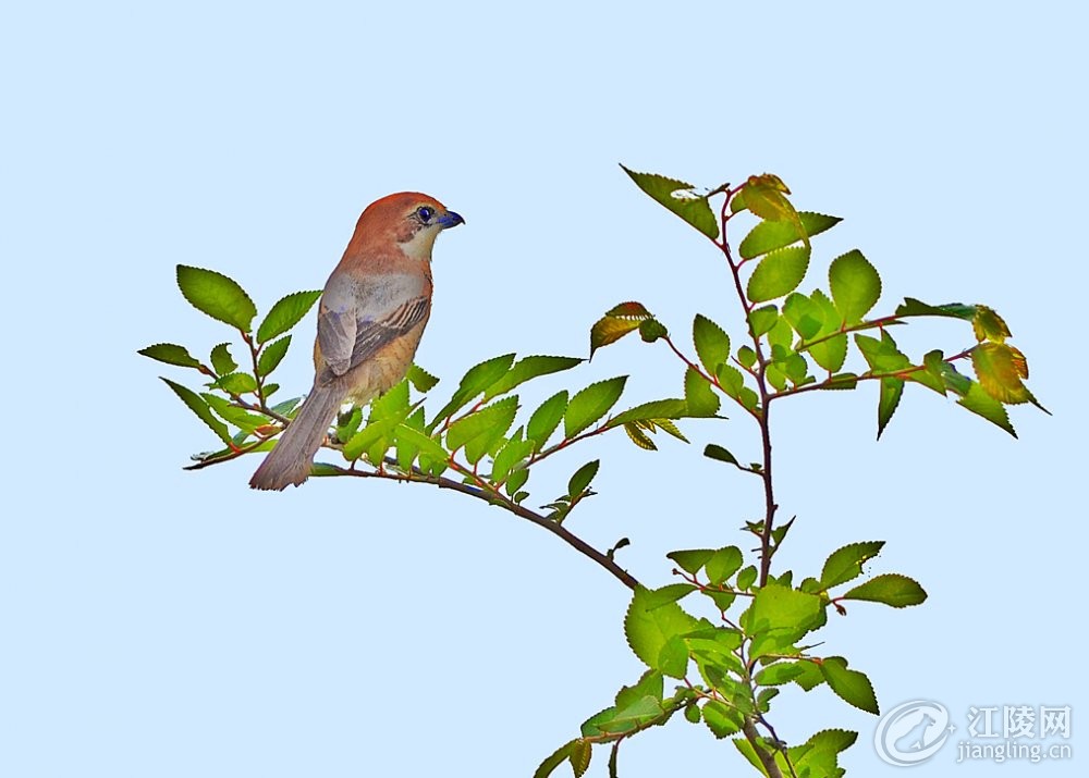 GSH_8171.jpg