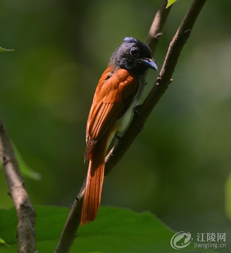 GGR_4395S.JPG