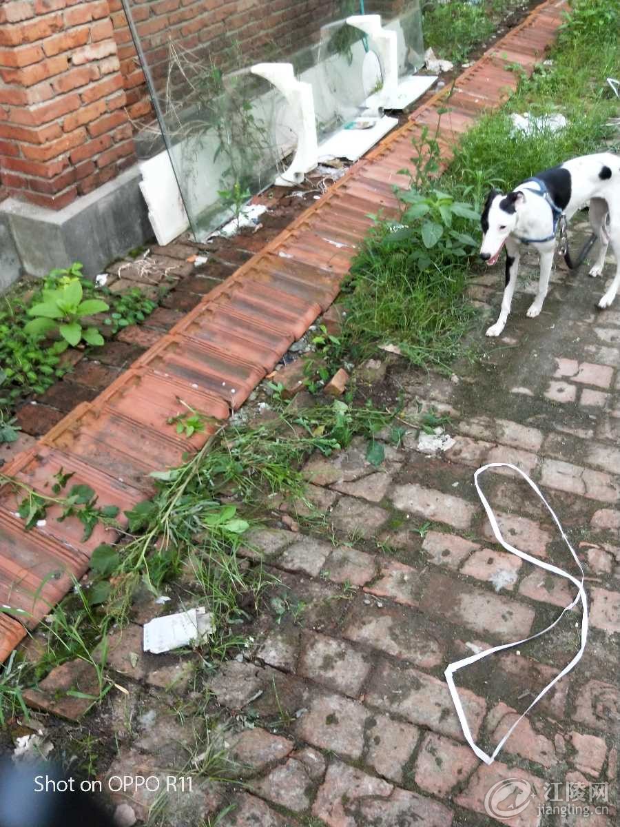 IMG20170630185604_1.jpg