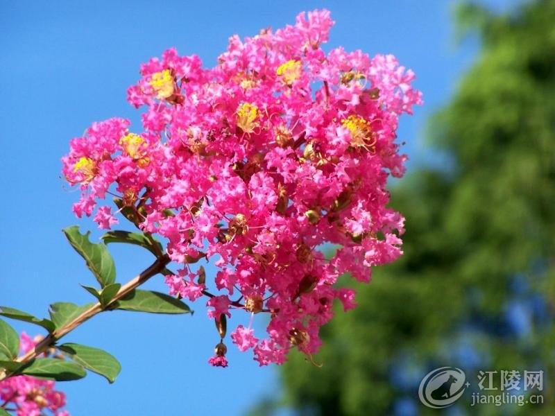184382527huazhishen.jpg