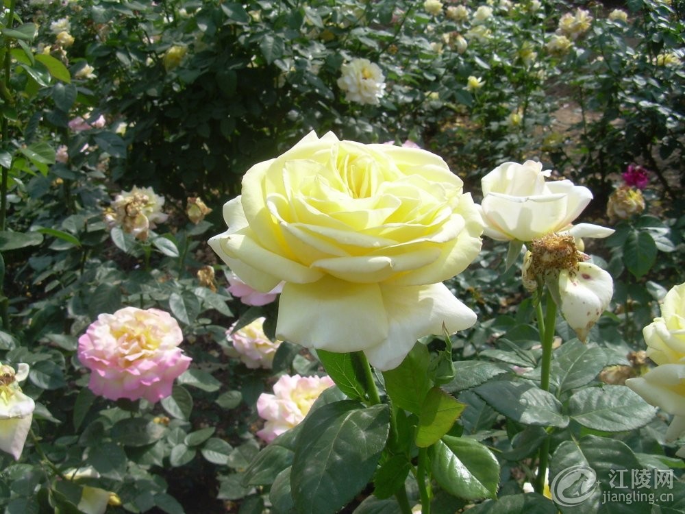 CghzgFTueCSAa2PLAAuxoj9rbS0547.jpg