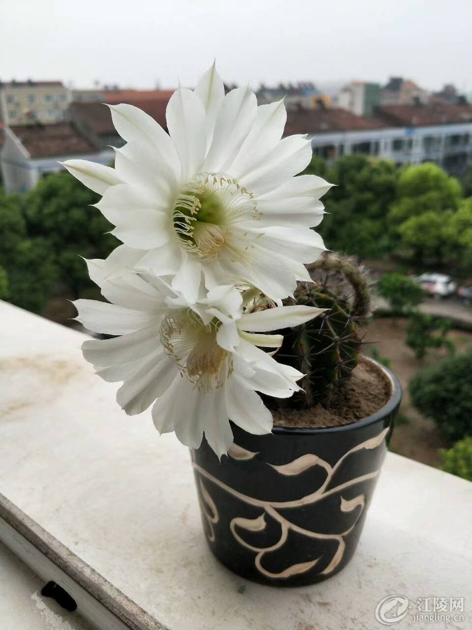 QQͼƬ20170821153839.jpg