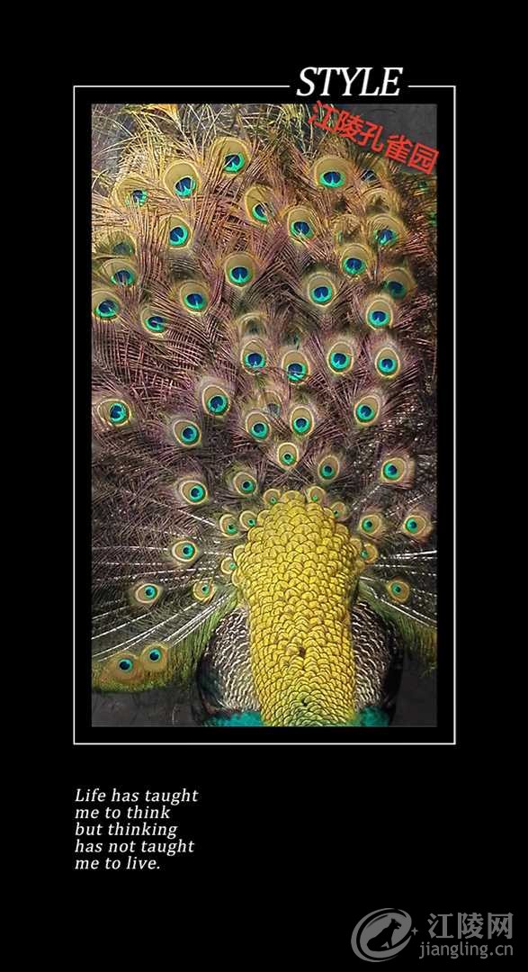 IMG_20161126_110111_mh1480134771006.jpg
