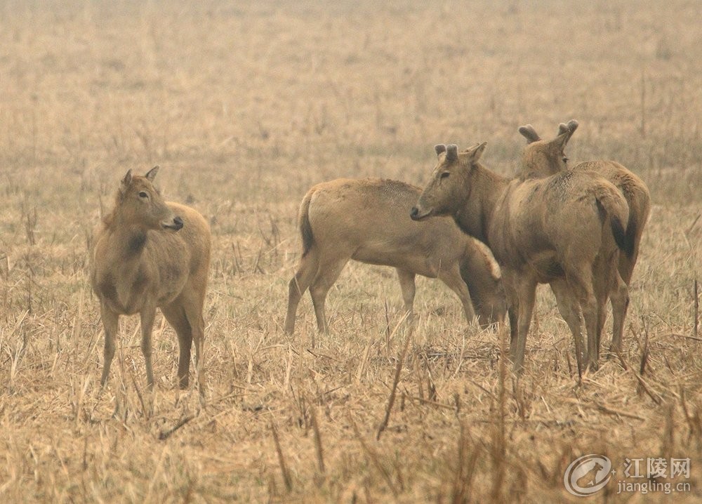 562A4404_����.jpg
