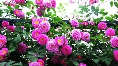 ����.webp (9).jpg