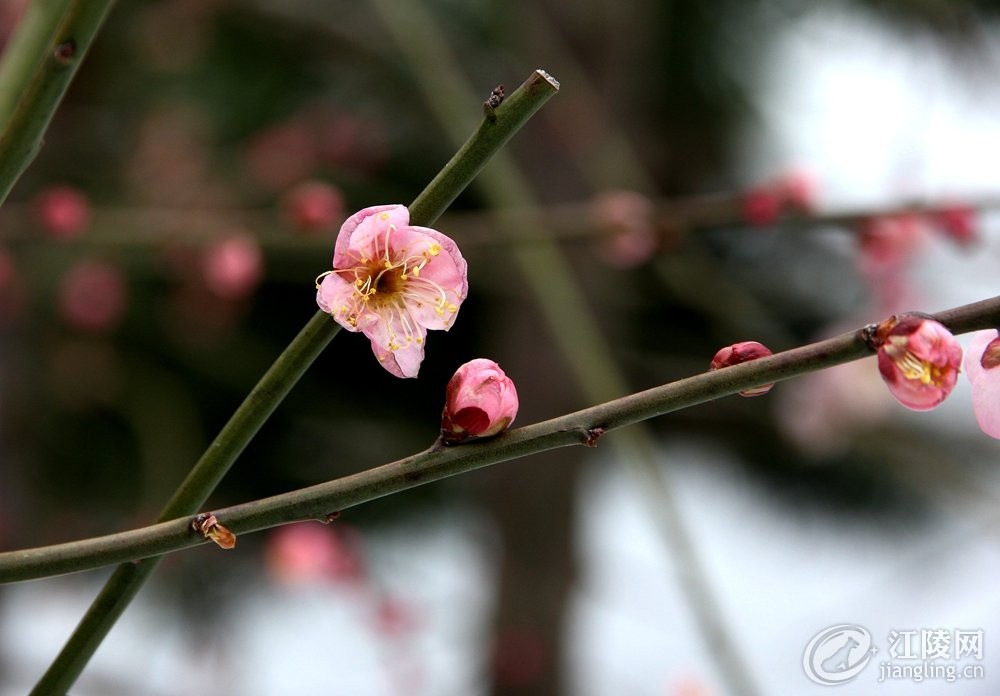 IMG_2976_����.jpg
