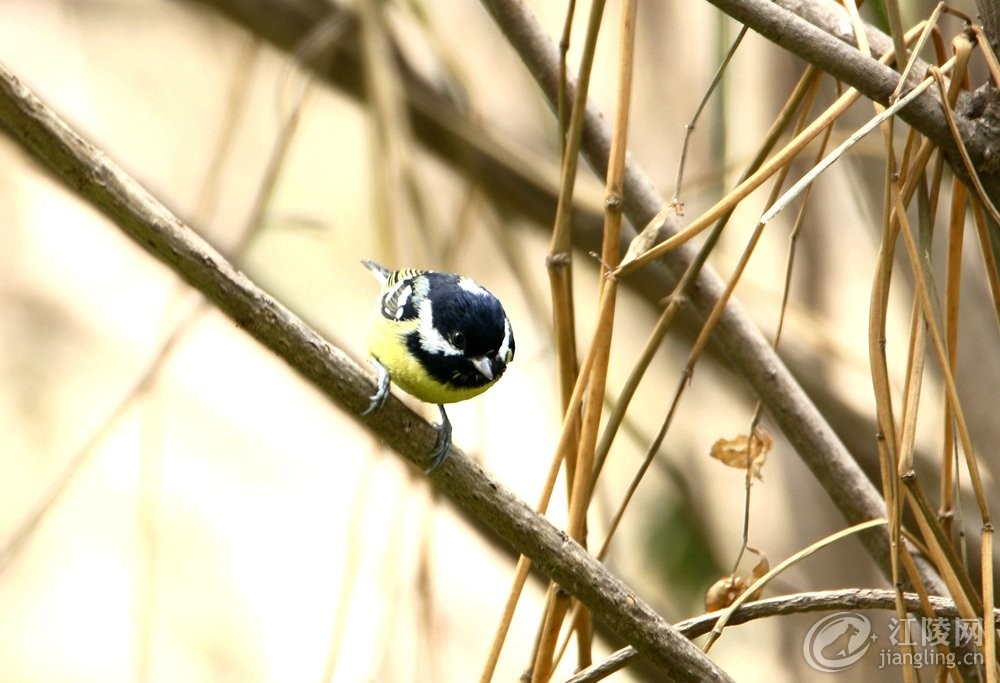 562A6418_����.jpg