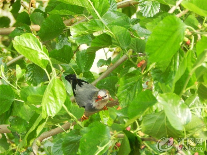 psb (9).jpg