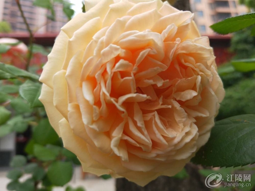 ΢��ͼƬ_20180429120526.jpg