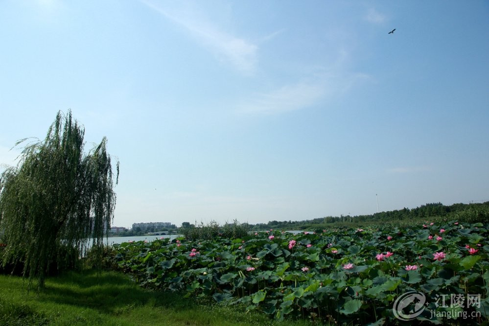 IMG_7510_����.jpg
