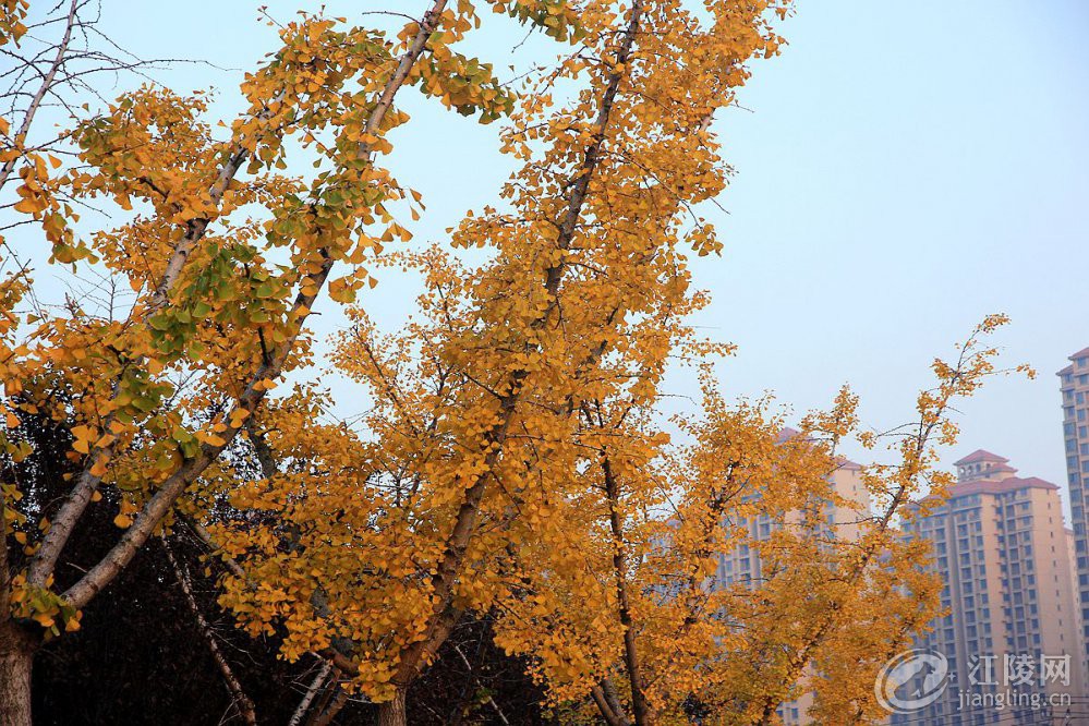 IMG_9675_����.jpg