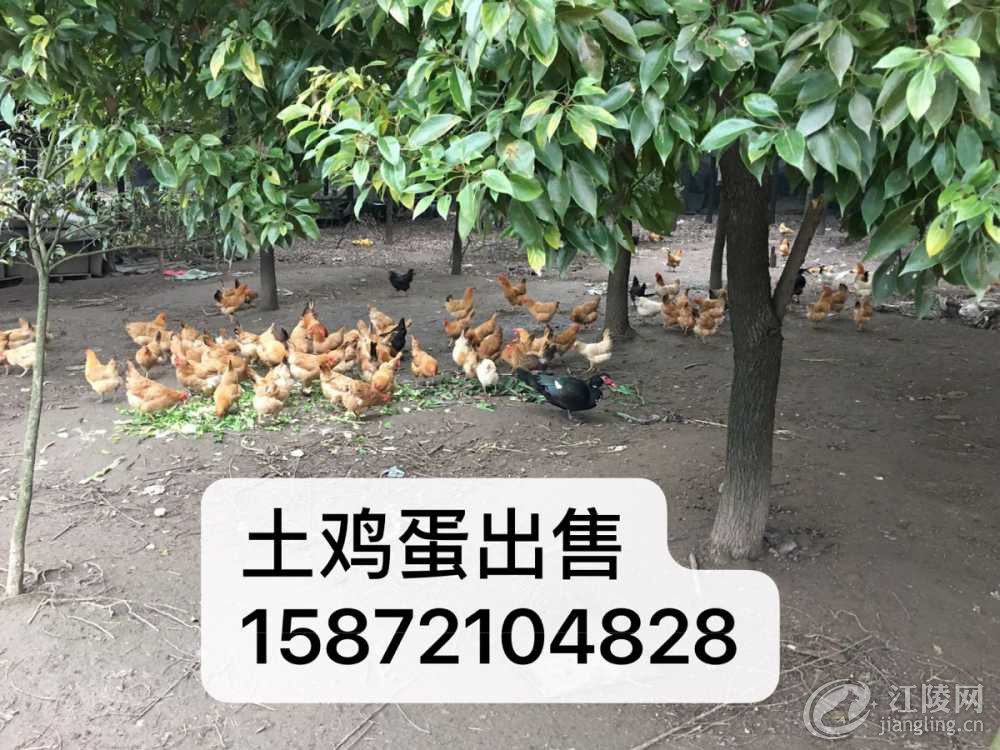 DD52EACF-4852-41B9-9D20-821F76017A3D.jpeg
