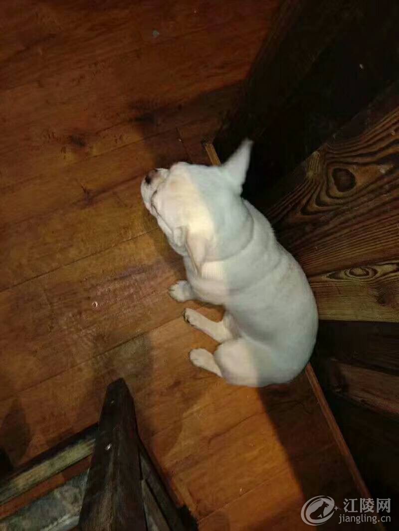 ��ͼ