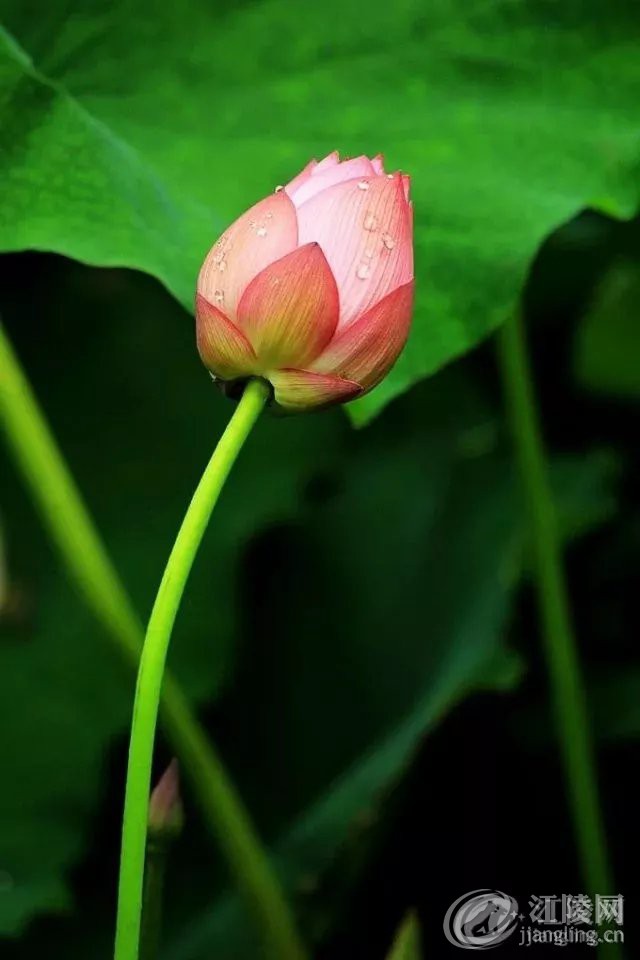 640.webp (17).jpg