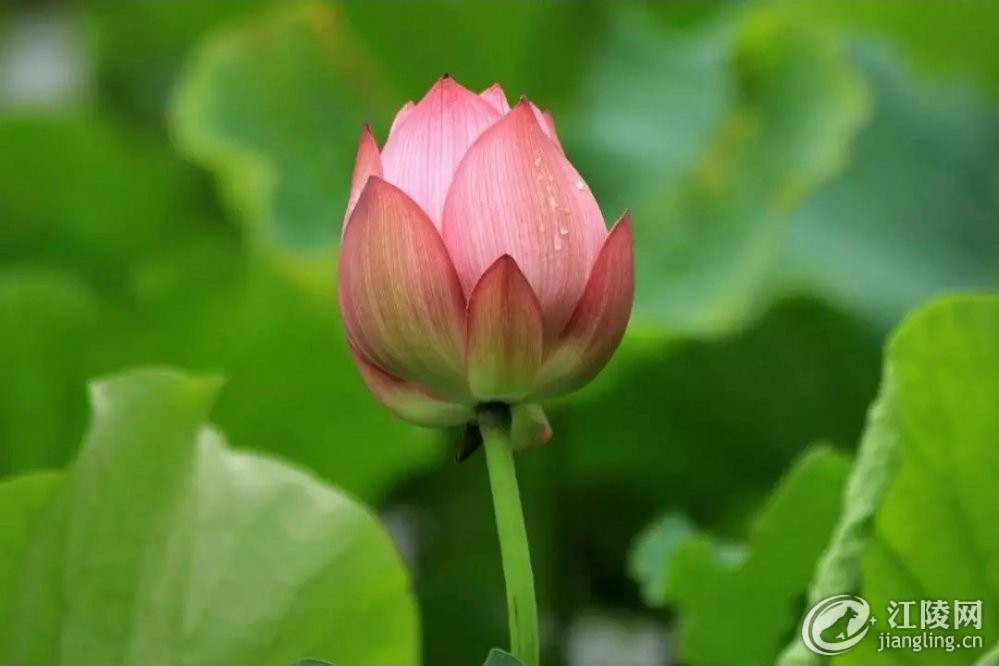 640.webp (36).jpg