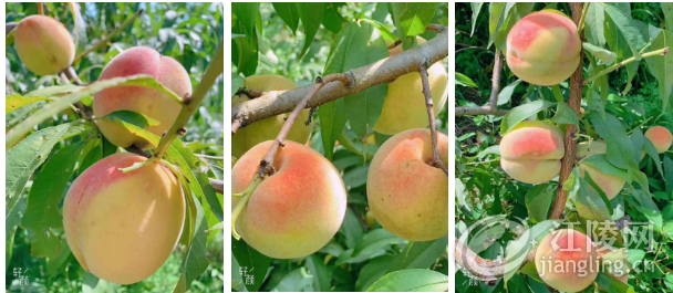 QQ��ͼ20190802103405.png