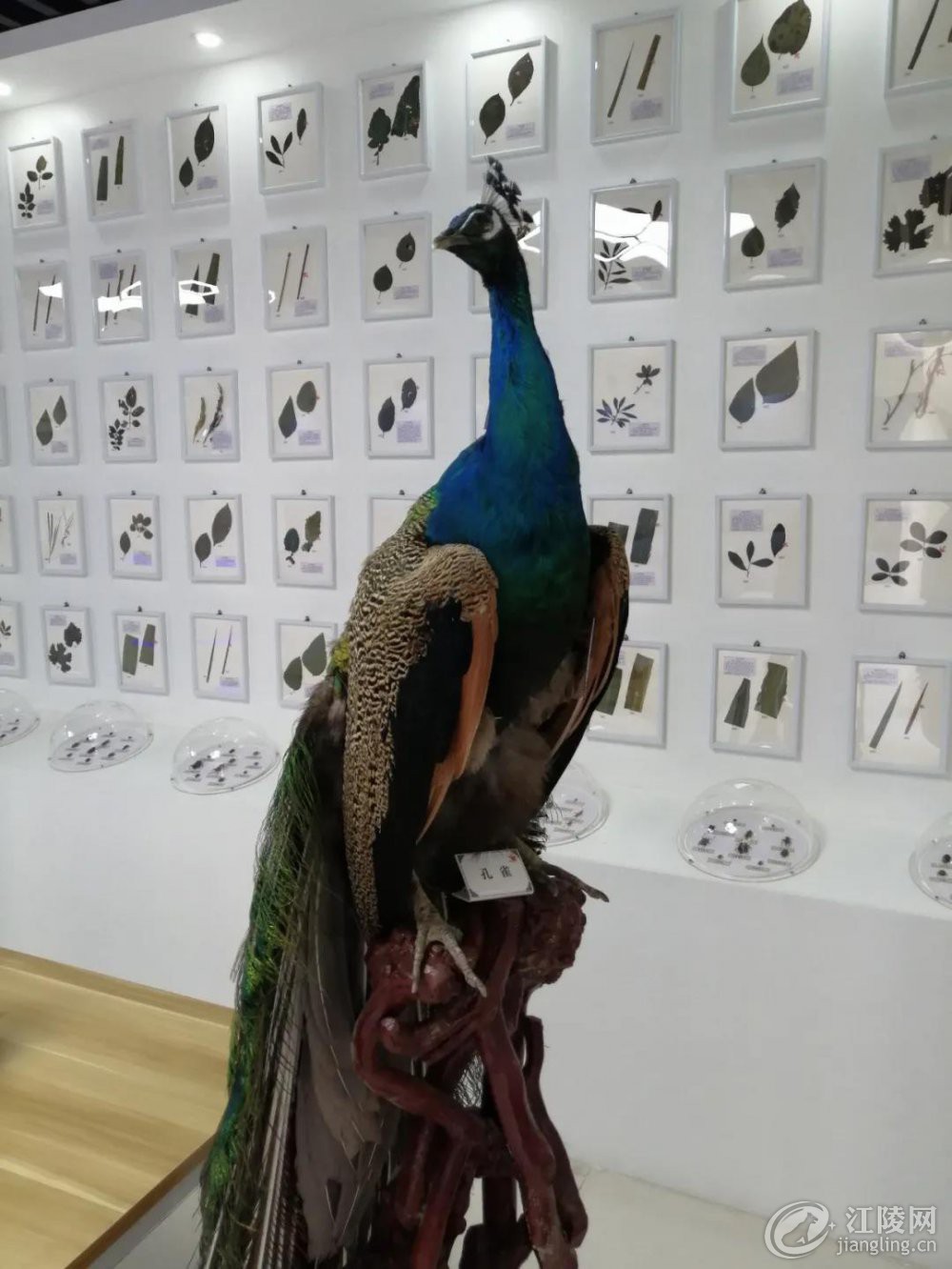 ΢��ͼƬ_20201117094902.jpg