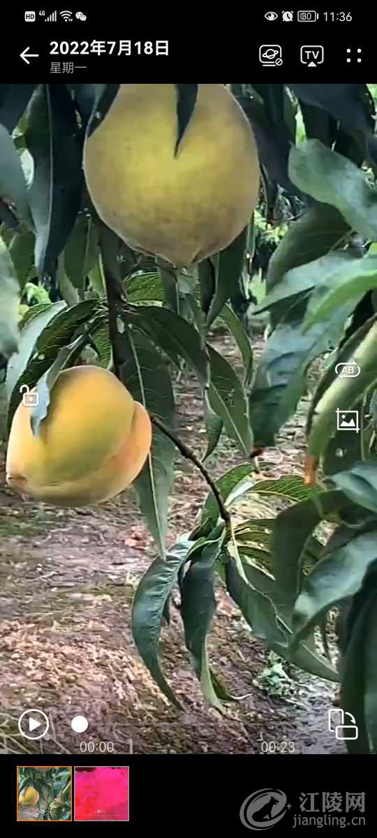 Screenshot_20220718_113653_com.huawei.himovie.jpg