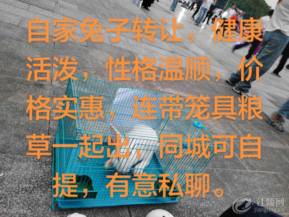 synthesis_7cf03980-64c4-45ce-85df-62fb61959b92_image_save_local1779882393359.jpg