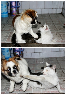 ���ʲ����㣬�㵱�����ǲ�è��