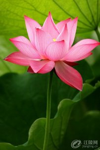 ӽ�ɣ���Ҷ���ɻ�����������������ҡ
