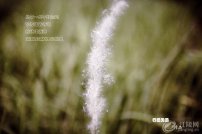 ����������Щ��һֱĬĬ�����������Ż�����