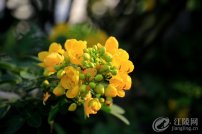 �����ջ����������ʻ�ʢ��������