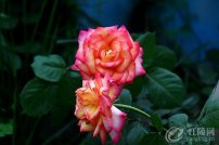 ���쵽����ش����ʻ���������ʢ�����˼�
