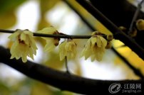 ��÷Ʈ�㣺����Ҳ�����ţ��ļ�����÷�ֹ�