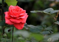 �¼�����